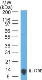 IL17RE Antibody (clone 46N7E3, Azide-free)