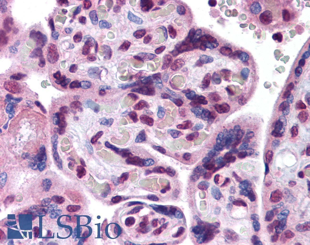 IHC-plus™ HIF2A / EPAS1 Antibody