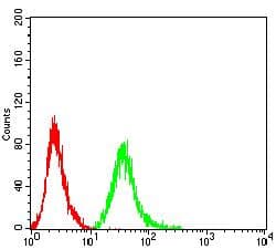 Monoclonal Mouse anti-Toxoplasma gondii ROP1 Antibody (clone 4A7E12, IHC, WB)