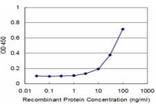 SNCB / Beta-Synuclein Antibody (clone 3G6)