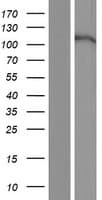 EPHA7 / EPH Receptor A7 Protein (Over-Expression Lysate Myc-DDK (Flag))