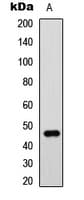 GATA3 Antibody (Internal)