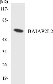 BAIAP2L2 Antibody (aa104-153)