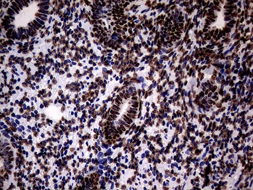 SH3BGRL Antibody (clone OTI8F7)