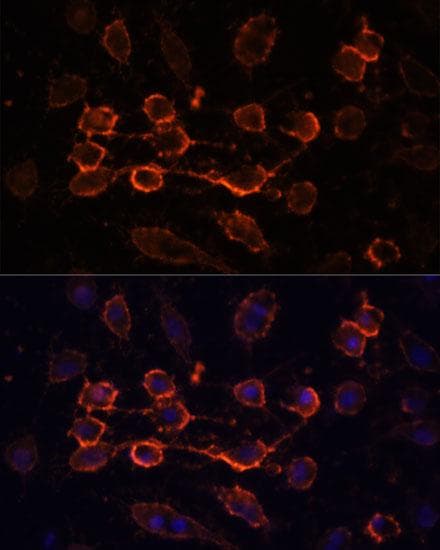 CD44 Antibody
