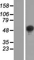 BRUNOL6 / CELF6 Protein (Over-Expression Lysate Myc-DDK (Flag))
