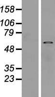 SUSD4 Protein (Over-Expression Lysate Myc-DDK (Flag))