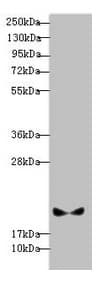 PLDN / Pallidin Antibody