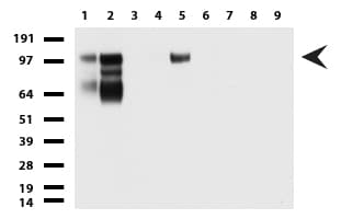 Monoclonal Mouse anti-Human MCAM / CD146 Antibody (clone UMAB154, Carrier-free, IHC, WB)