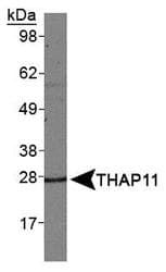 CTG-B45d / THAP11 Antibody