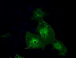 GBP2 Antibody (clone OTI4E5)