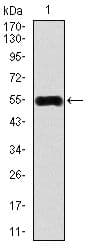 CAMK4 / CaMK IV Antibody (Amino Acid: 35-292, clone 8C5B8)