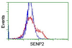 Monoclonal Mouse anti-Human SENP2 Antibody (clone OTI6F1, IHC, IF, WB)