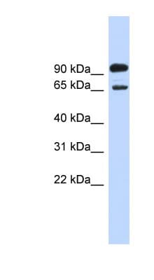 LARGE Antibody (aa683-732)