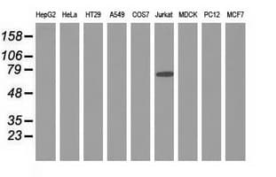 ARHGAP25 Antibody (clone OTI3G1)