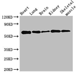 QIP1 / KPNA4 Antibody