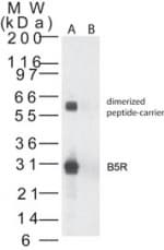 Smallpox-B5R Antibody (aa200-214)