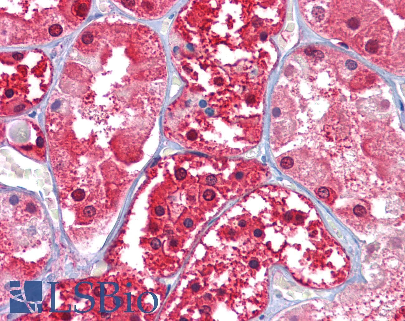 IHC-plus™ GPI Antibody (clone 1B7D7)