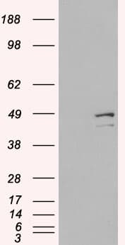 IHC-plus™ DAP3 Antibody (aa387-398)