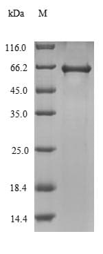 Agrobacterium tumefaciens virE2 Protein (Recombinant 6His, N-terminus)