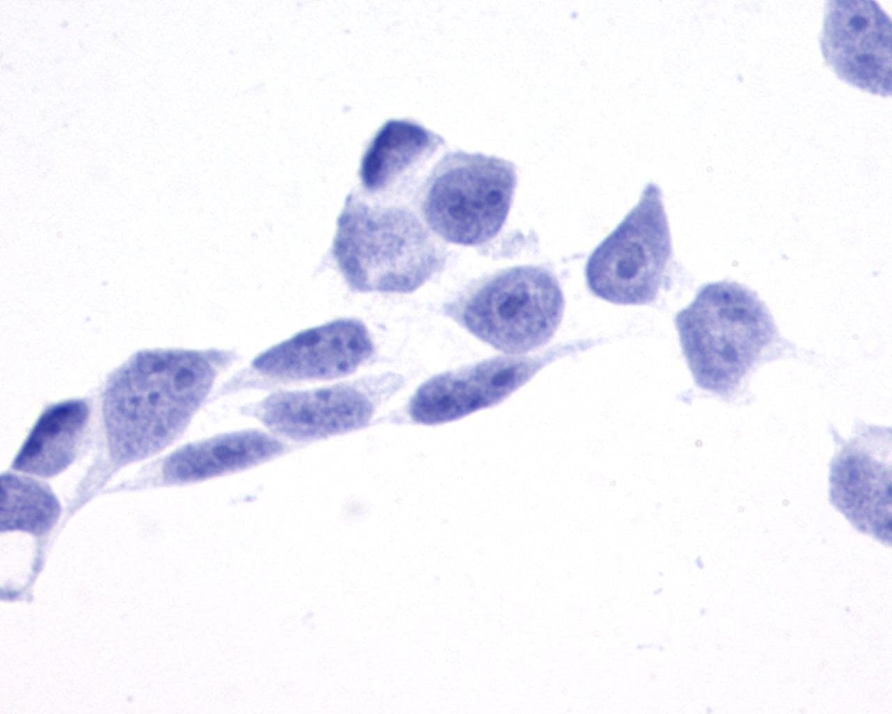 PathPlus™ TPRA1 / GPR175 Antibody (Cytoplasmic Domain)