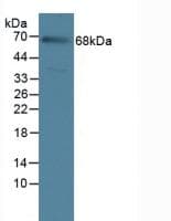 IL23R Antibody (aa25-355, PE)