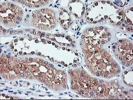 ALS2CR1 / NIF3L1 Antibody (clone OTI1F6)
