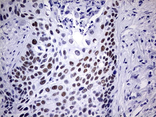 NAB1 Antibody (aa237-487, clone OTI4F11)