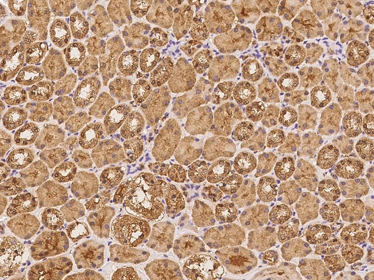 ZNF483 Antibody
