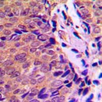 Polyclonal Rabbit anti-Human AHR Antibody (phospho-Ser36, IHC, WB)