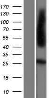 FR4 / Folate Receptor 4 Protein (Over-Expression Lysate Myc-DDK (Flag))