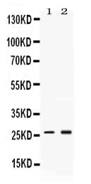 PSMA2 Antibody