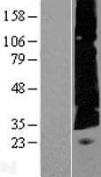 C22orf23 Protein (Over-Expression Lysate Myc-DDK (Flag))