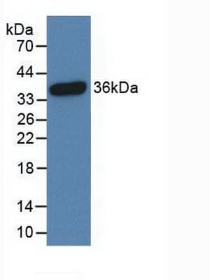 CREB1 / CREB Antibody (aa102-341, PE)