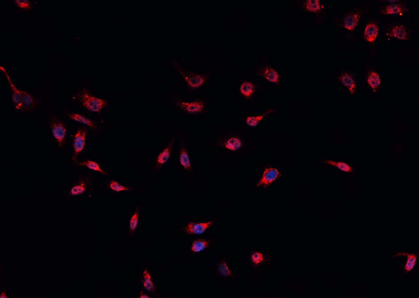 MDM2 Antibody