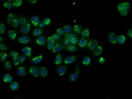 HMRF1L / MTRF1L Antibody (clone OTI1D11)