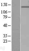 PTPRO Protein (Over-Expression Lysate Myc-DDK (Flag))