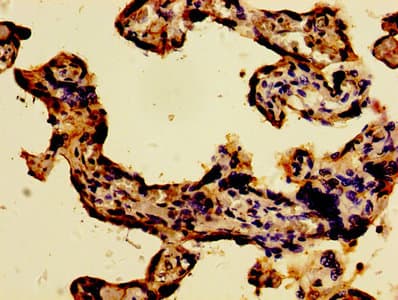 Polyclonal Rabbit anti-Human WWOX Antibody (IHC, WB)