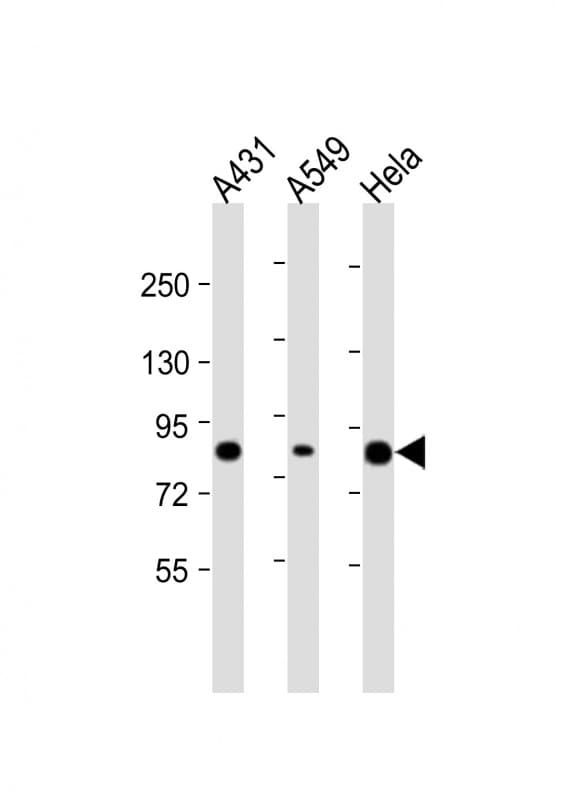 PLA2G4D Antibody (aa754-786)
