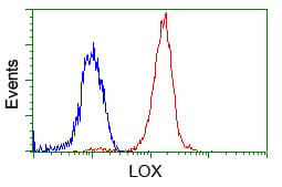 Monoclonal Mouse anti-Human LOX / Lysyl Oxidase Antibody (clone OTI6B11, IHC, IF, WB)