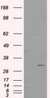 FAHD2A Antibody (clone OTI7C9)