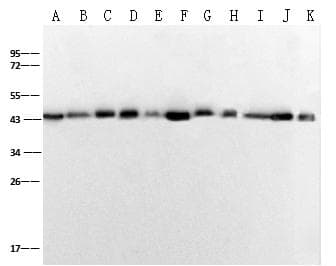 ACTB / Beta Actin Antibody (clone 10, Preservative Free)