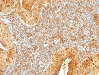 CYCS / Cytochrome c Antibody (aa1-80, clone 7H8.2C12)