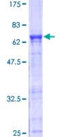 Human IMPACT Protein (Recombinant GST)