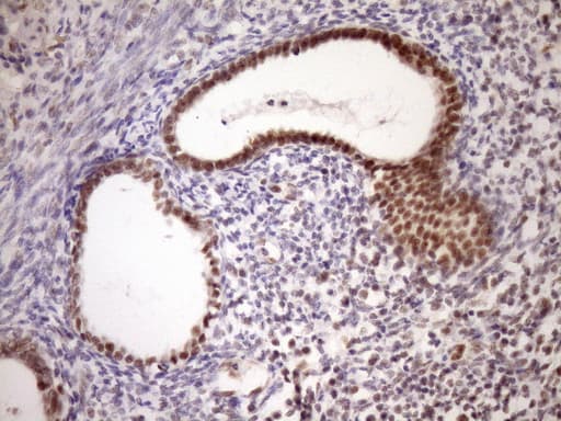 Monoclonal Mouse anti-Human WTAP Antibody (clone OTI12G6, Carrier-free, aa2-106, IHC, WB)