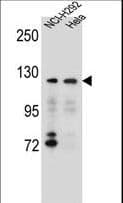 SNX13 Antibody (aa780-807)