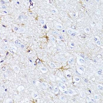 GFAP Antibody