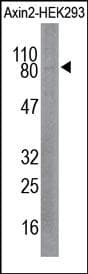 AXIN2 / Axin 2 Antibody