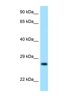 LYG2 Antibody (aa35-84)