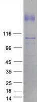 Human MAP3K1 / MEKK1 Protein (Recombinant Myc-DDK (Flag))